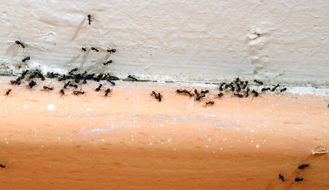 Commercial Pest Control