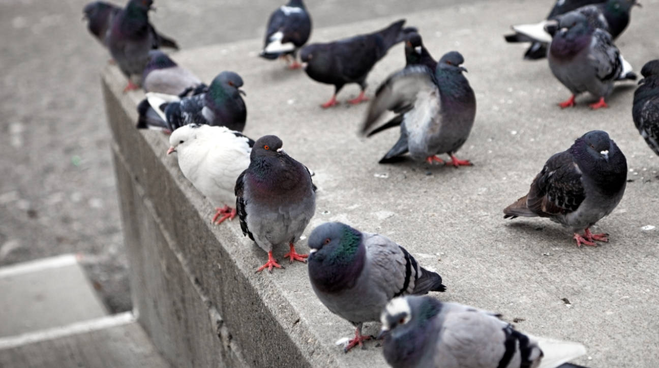Commercial Pest Control