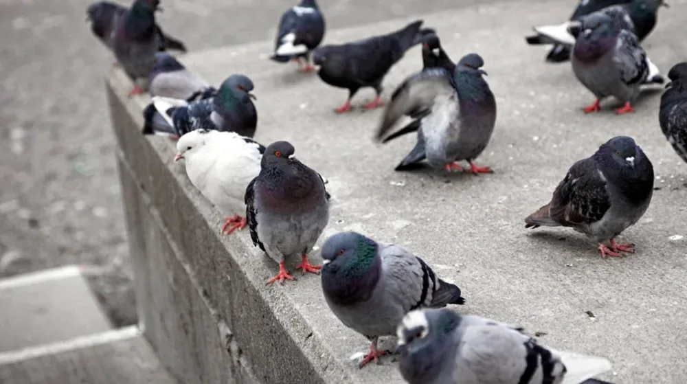 Flock of pigeons roosting along a flat roof and ledge