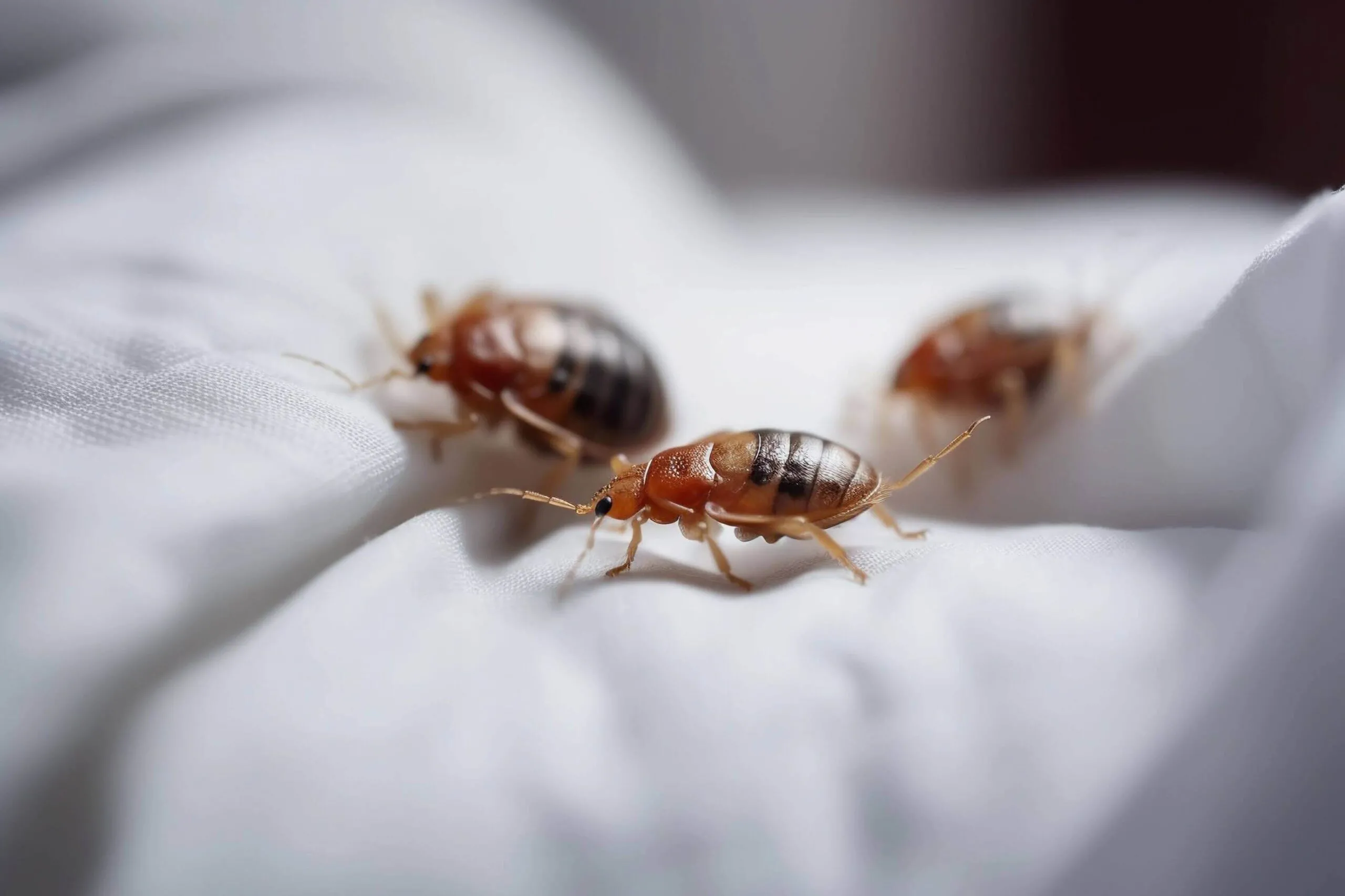 Commercial Pest Control