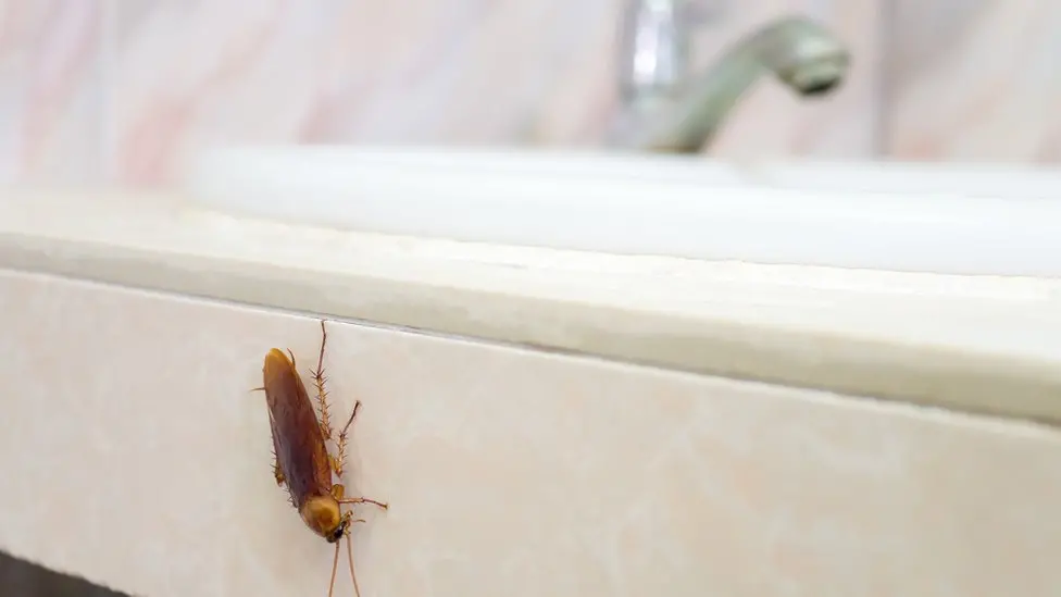 Commercial Pest Control