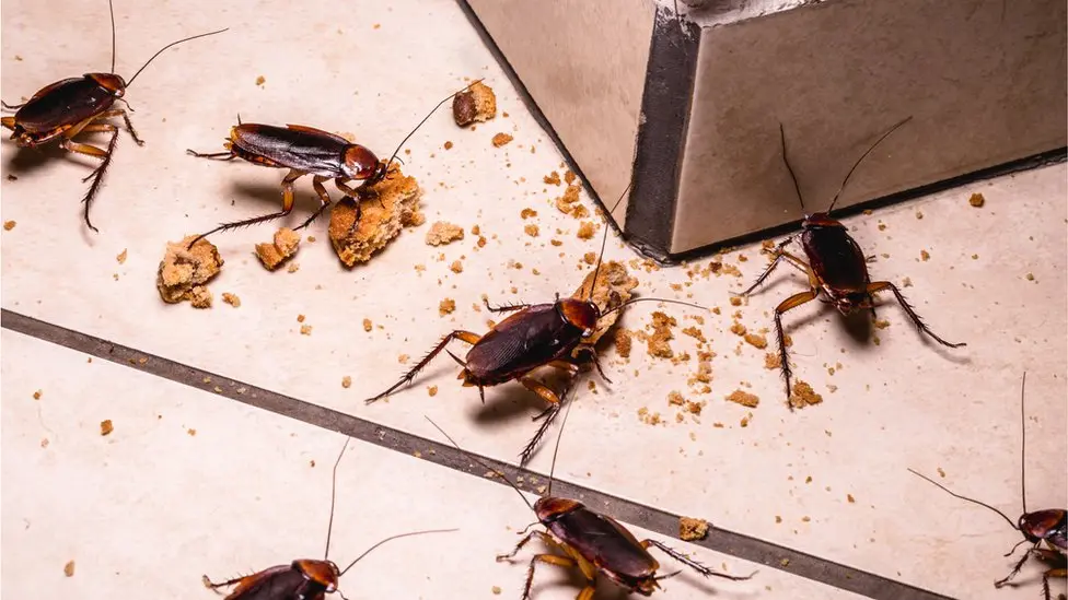 Commercial Pest Control