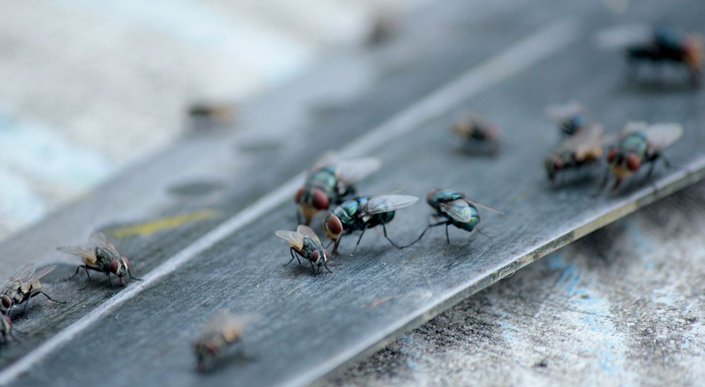 Commercial Pest Control