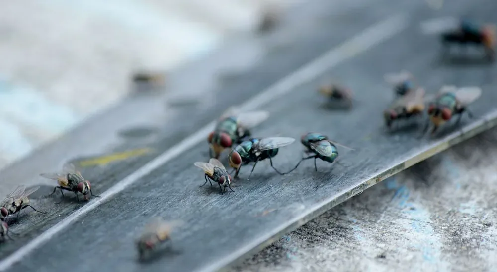 Dead flies collected along a window sill