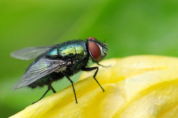 Commercial Pest Control
