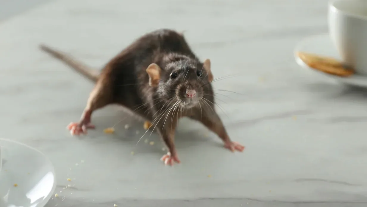 House mouse on a kitchen worktop beside a cup