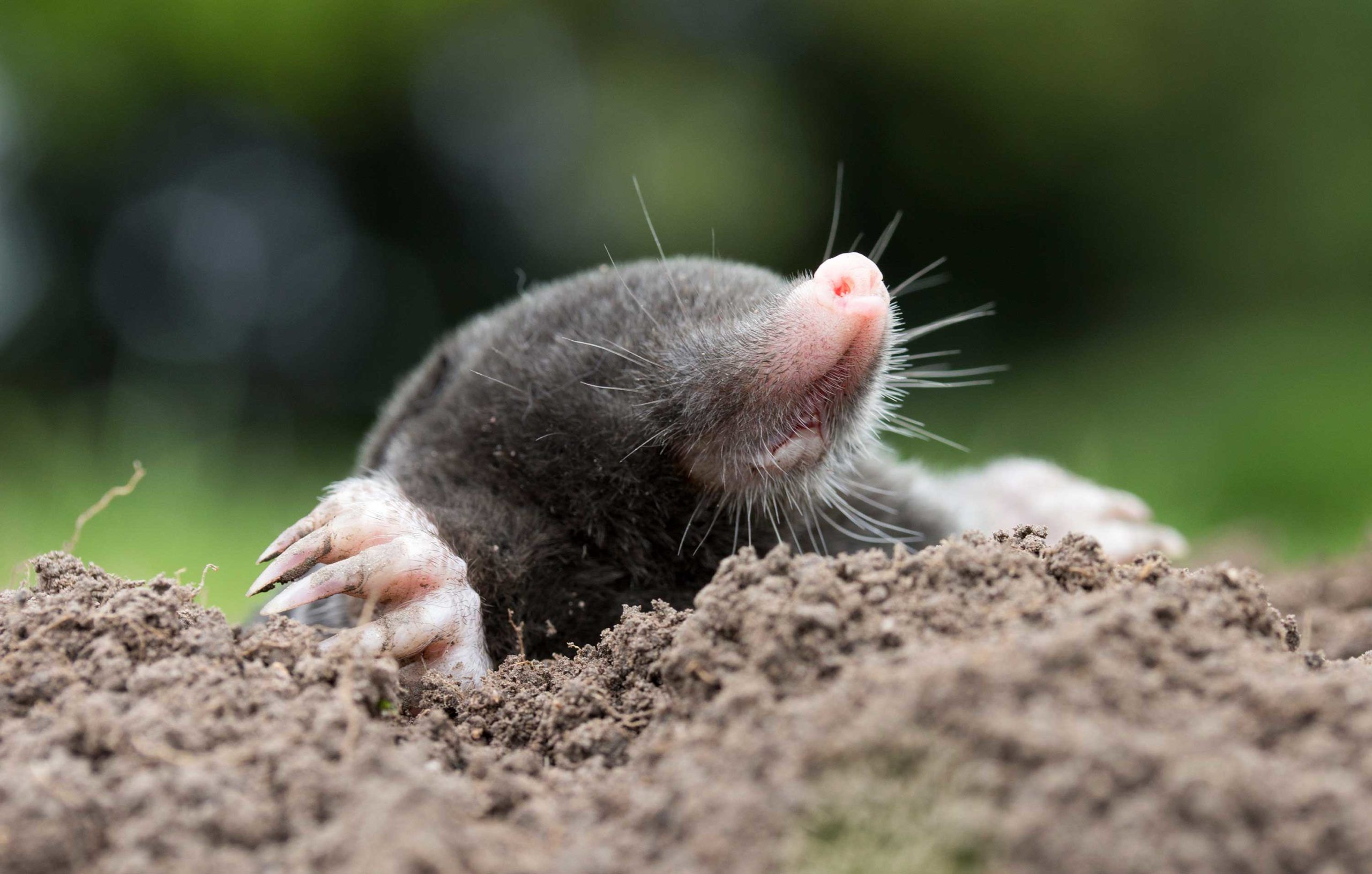 Commercial Pest Control