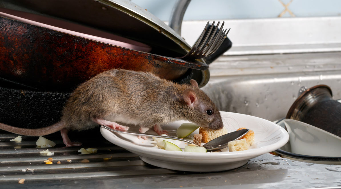 Commercial Pest Control