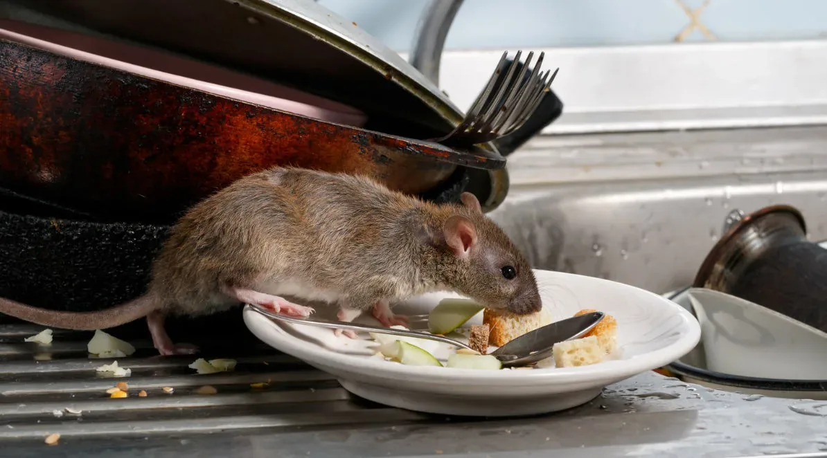 Brown rat feeding from a plate left on a kitchen worktop