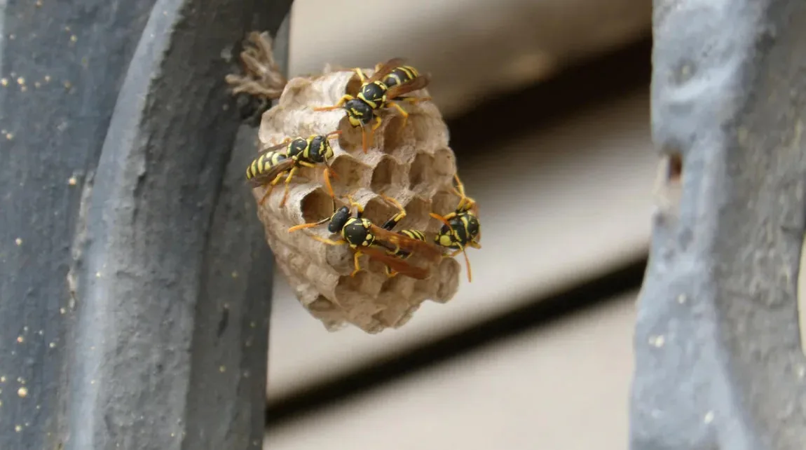 Wasp nest built into the gap beneath a roof edge