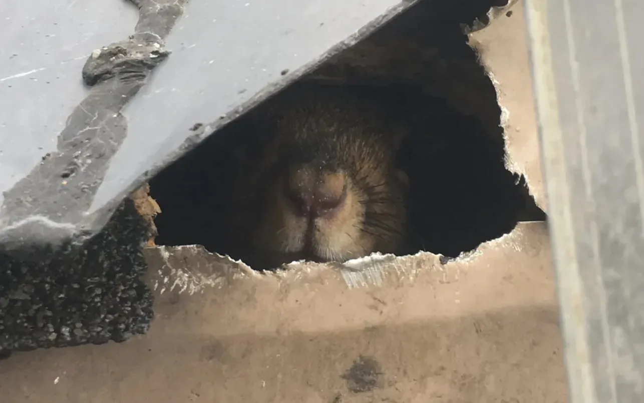 Grey squirrel entering a roof through a gap in the soffit