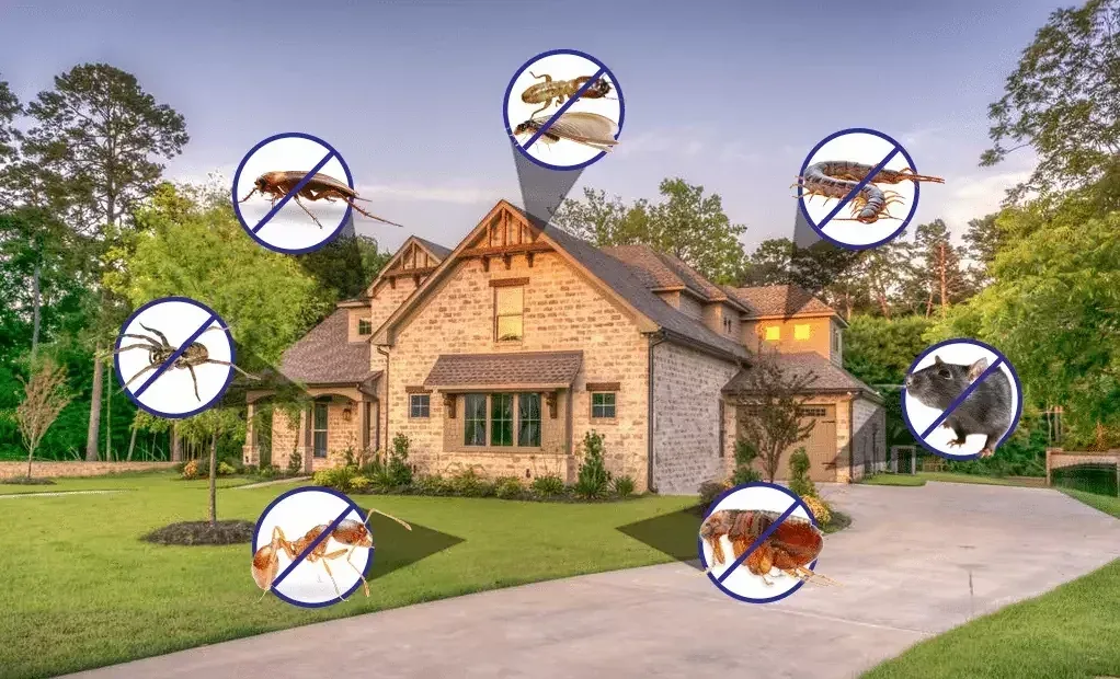 Illustration of a house with common household pests marked around it