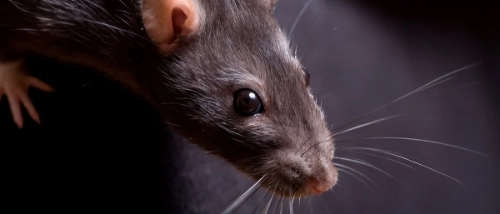 Trusted_Pest_Control_Pharmaceuticals